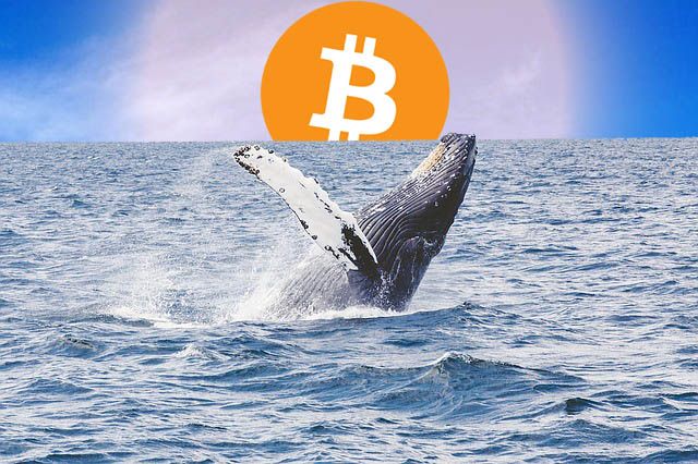 top crypto whale wallets